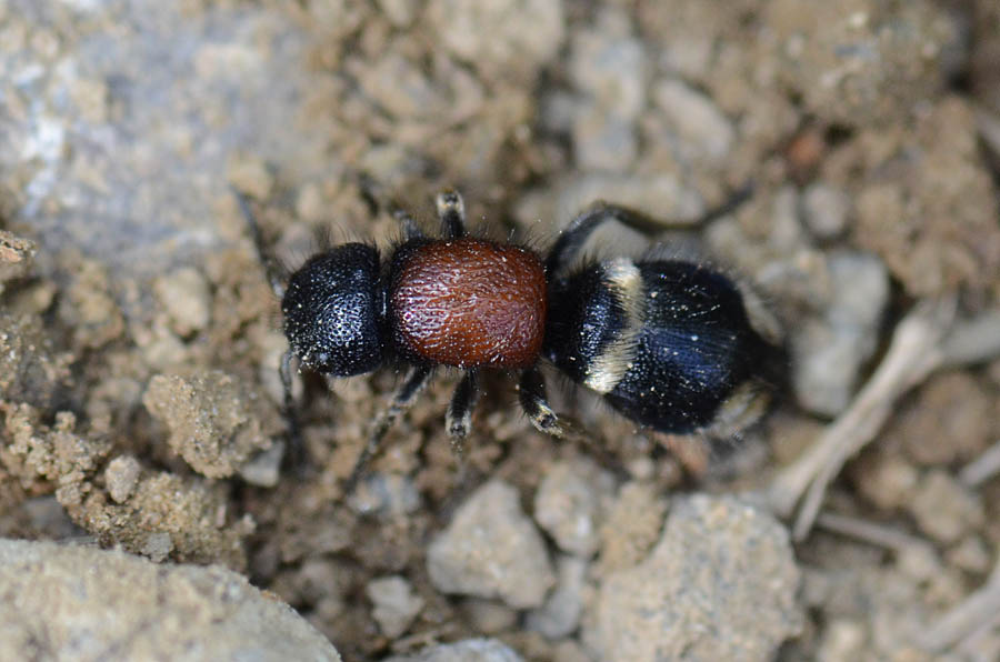 Mutilla europaea